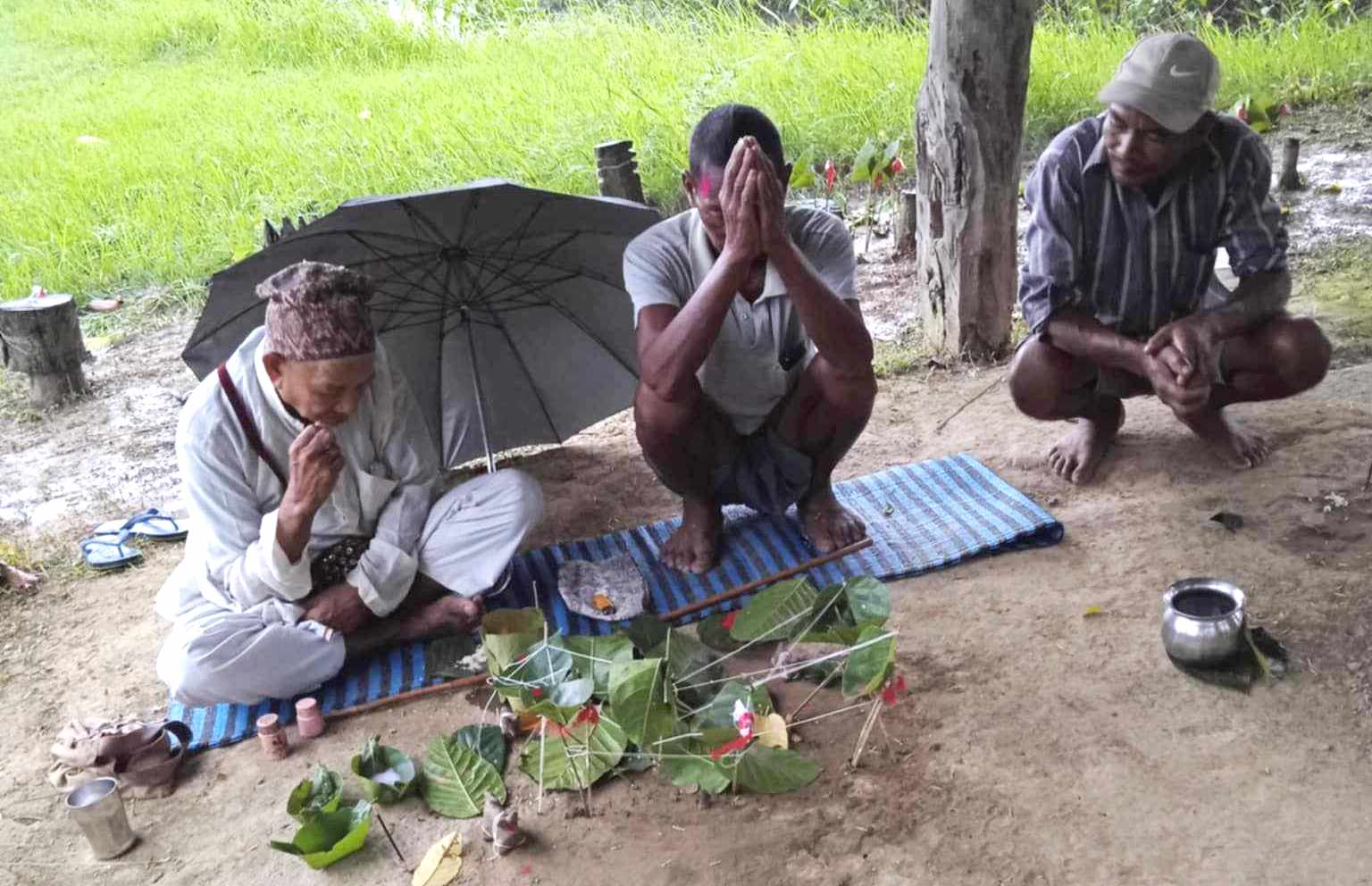 धानखेतीमा रोग धपाउन थारु समुदायमा हरेरी पूजा 